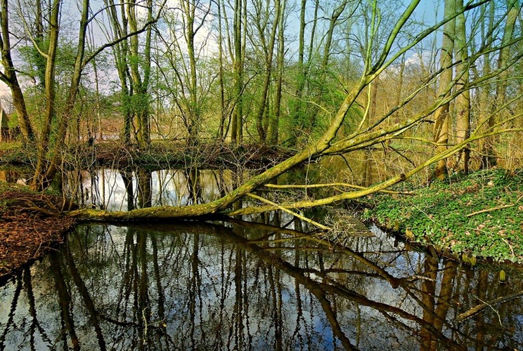 Woodland Liability Insurance